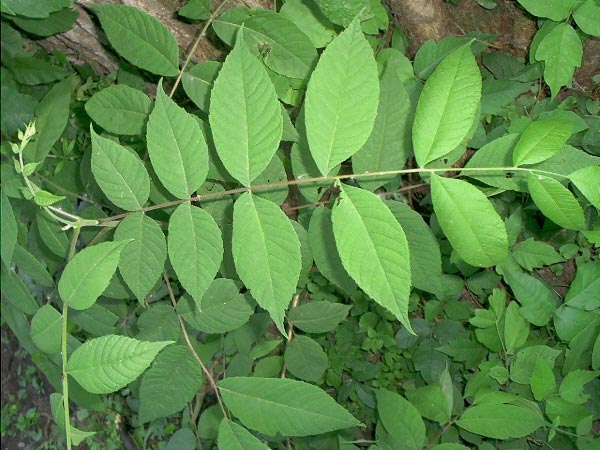 Poison Ivyblaster Poison Ivy Oak Sumac Skin Wash Treatment