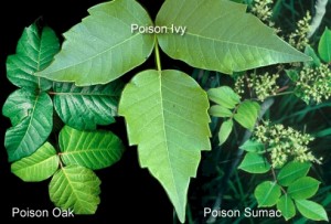 Poison Ivyblaster Poison Ivy Oak Sumac Skin Wash Treatment