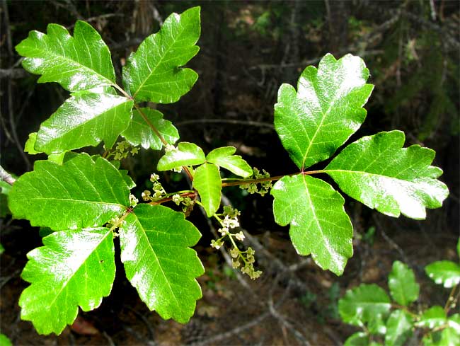 Poison Ivyblaster Poison Ivy Oak Sumac Skin Wash Treatment